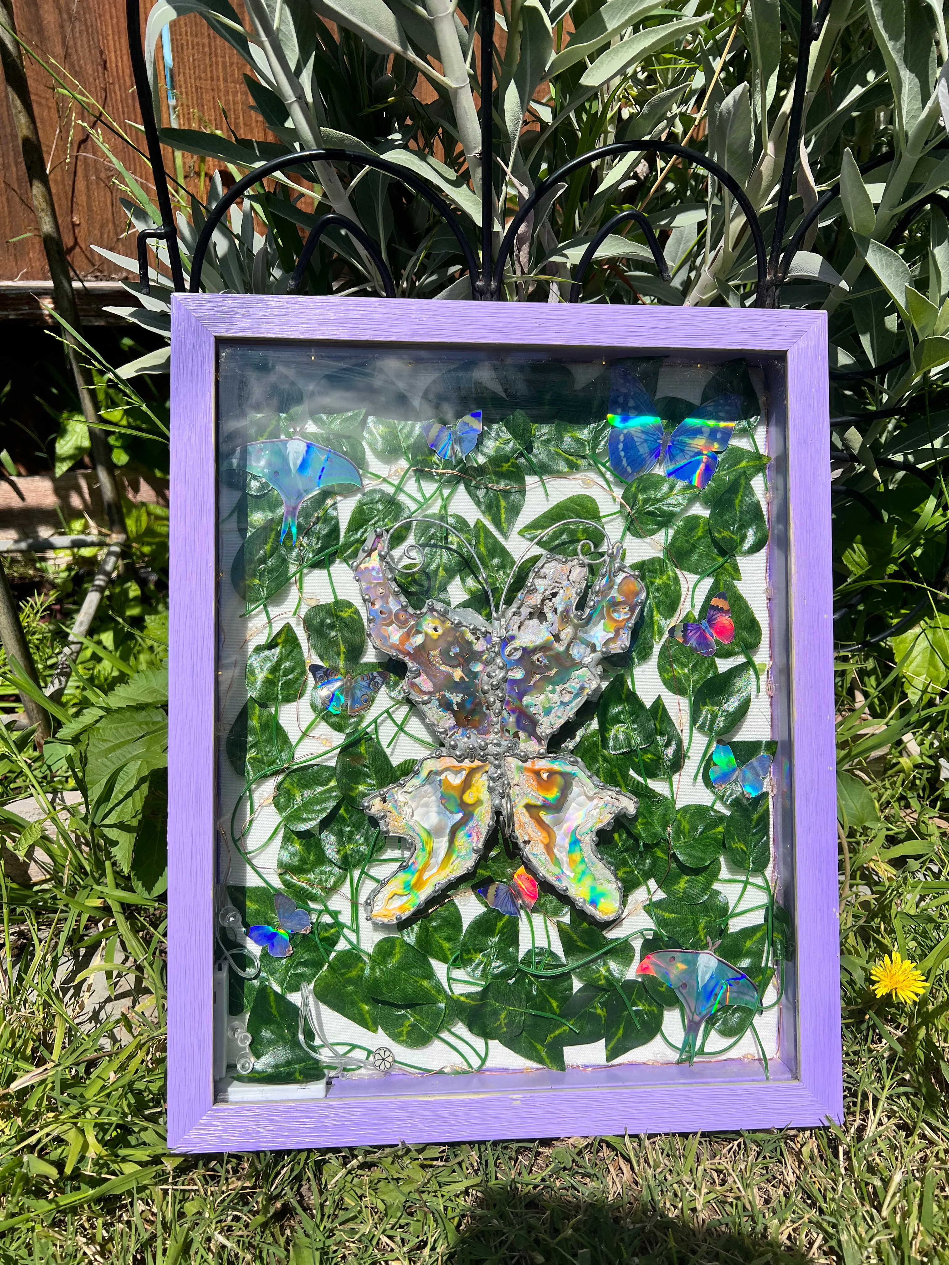 Aura C0ral Butterfly with display case